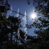 Des systèmes de buses montées sur des échafaudages pulvérisent de la vapeur d'eau dans les cimes de pins du Bois de Finges